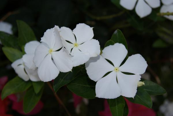 La fleur "Frangipane" offre une odeur esquisse unique pour l'odorat